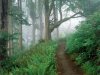 foggy-forest-wallpaper-background-22298-hd-wallpapers.jpg