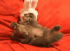 cat-with-bunny-ears-funny-easter-gif.gif