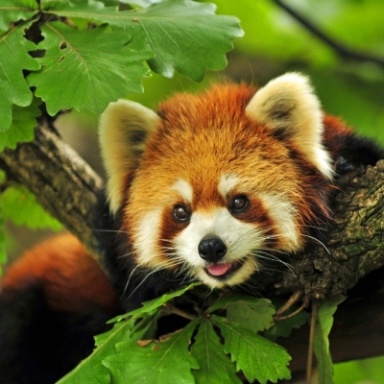 Redpanda77