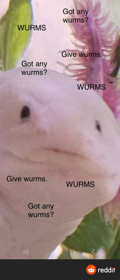 Stressed to the Maxolotl